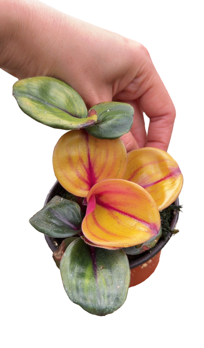 Geogenanthus ciliatus “Aura Flame”