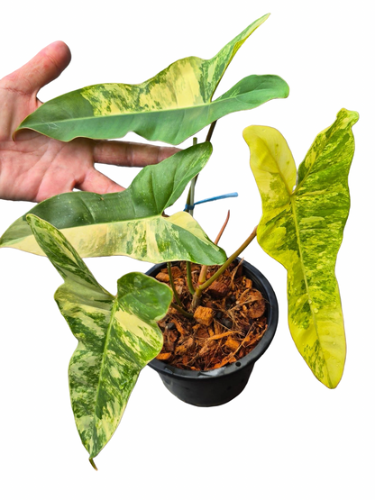 Philodendron Jennifer. Variegated ( Billiteae Var x Florida Beauty )