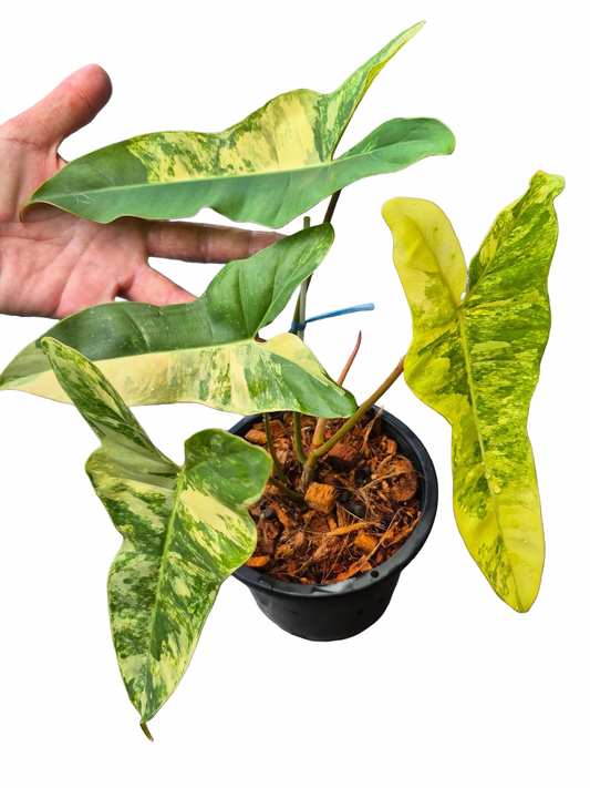 Philodendron Jennifer. Variegated ( Billiteae Var x Florida Beauty )