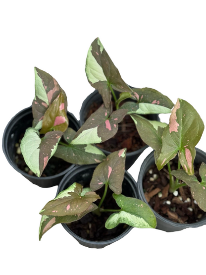 Syngonium Chocolate Tricolor — Set of 10 Plants
