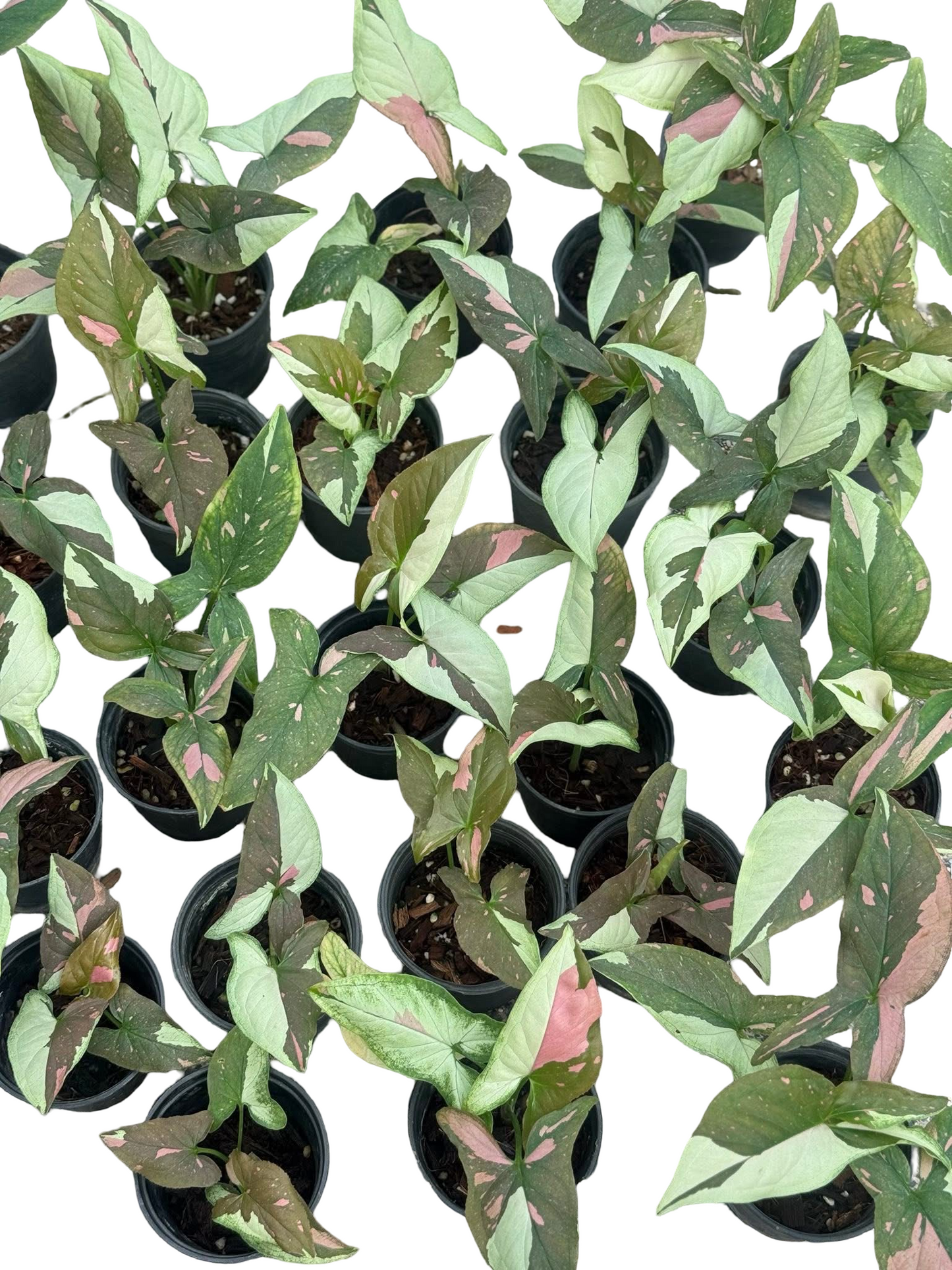 Syngonium Chocolate Tricolor — Set of 10 Plants