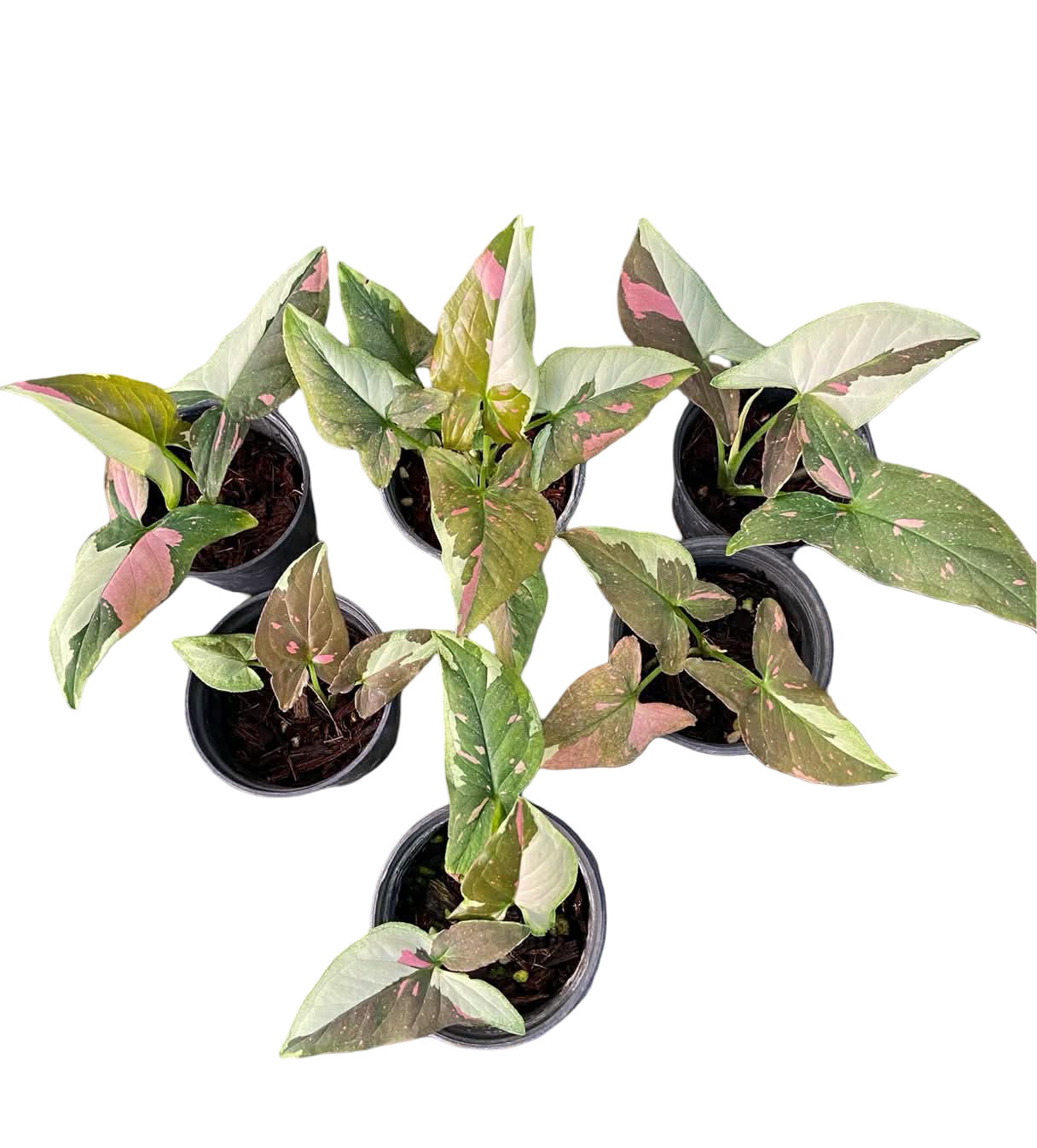 Syngonium Chocolate Tricolor — Set of 10 Plants