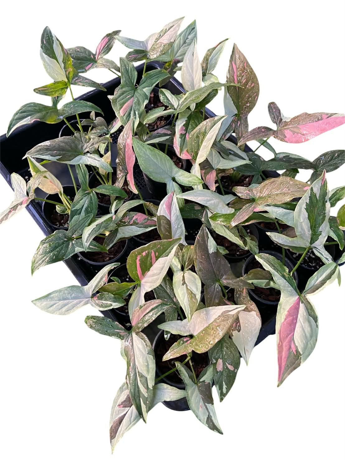 Syngonium Chocolate Tricolor — Set of 10 Plants