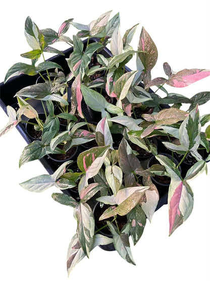 Syngonium Chocolate Tricolor — Set of 10 Plants
