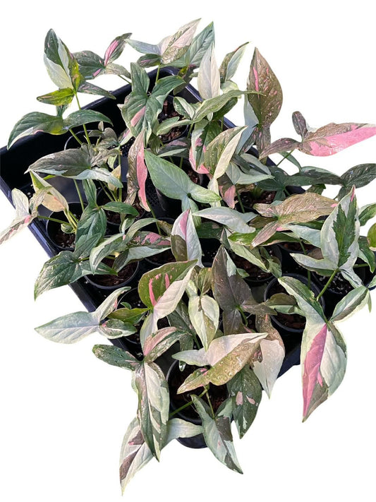 Syngonium Chocolate Tricolor — Set of 10 Plants