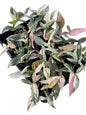 Syngonium Chocolate Tricolor — Set of 10 Plants