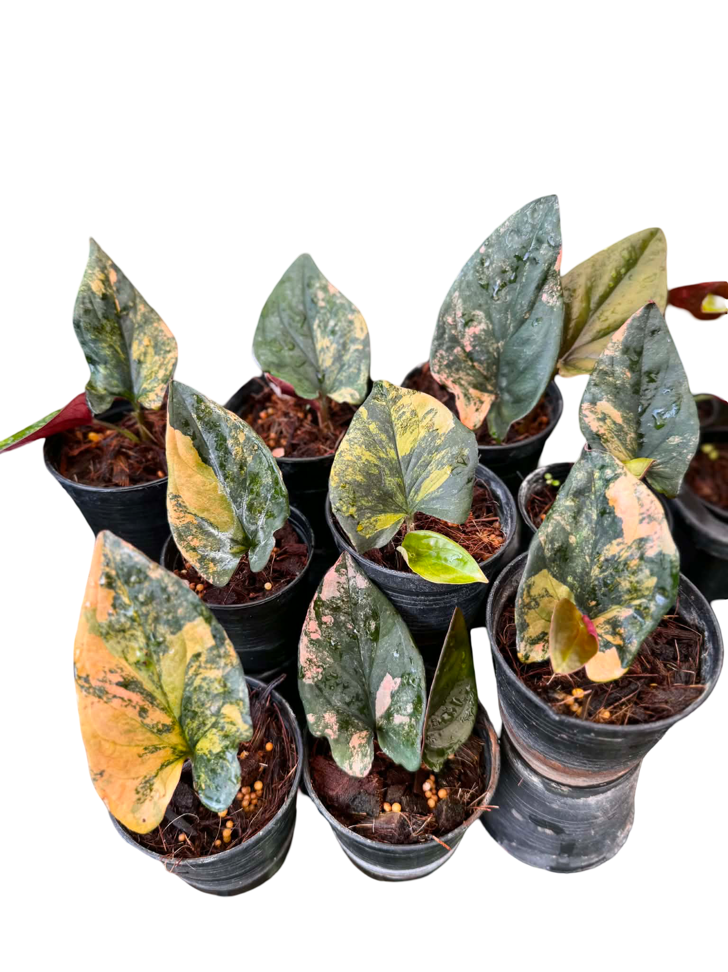 Syngonium Red Arrow Variegated — Set of 5 Plants