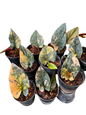 Syngonium Red Arrow Variegated — Set of 5 Plants
