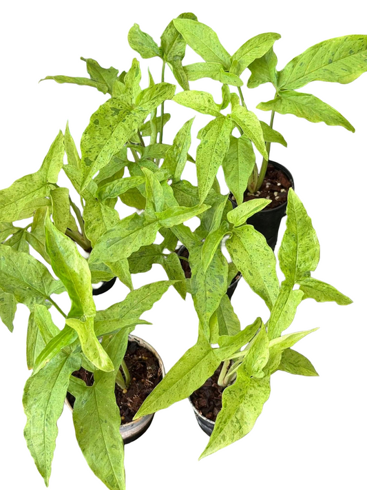 Syngonium “Frog in a Blender” — Set of 5 Plants