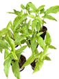 Syngonium “Frog in a Blender” — Set of 5 Plants