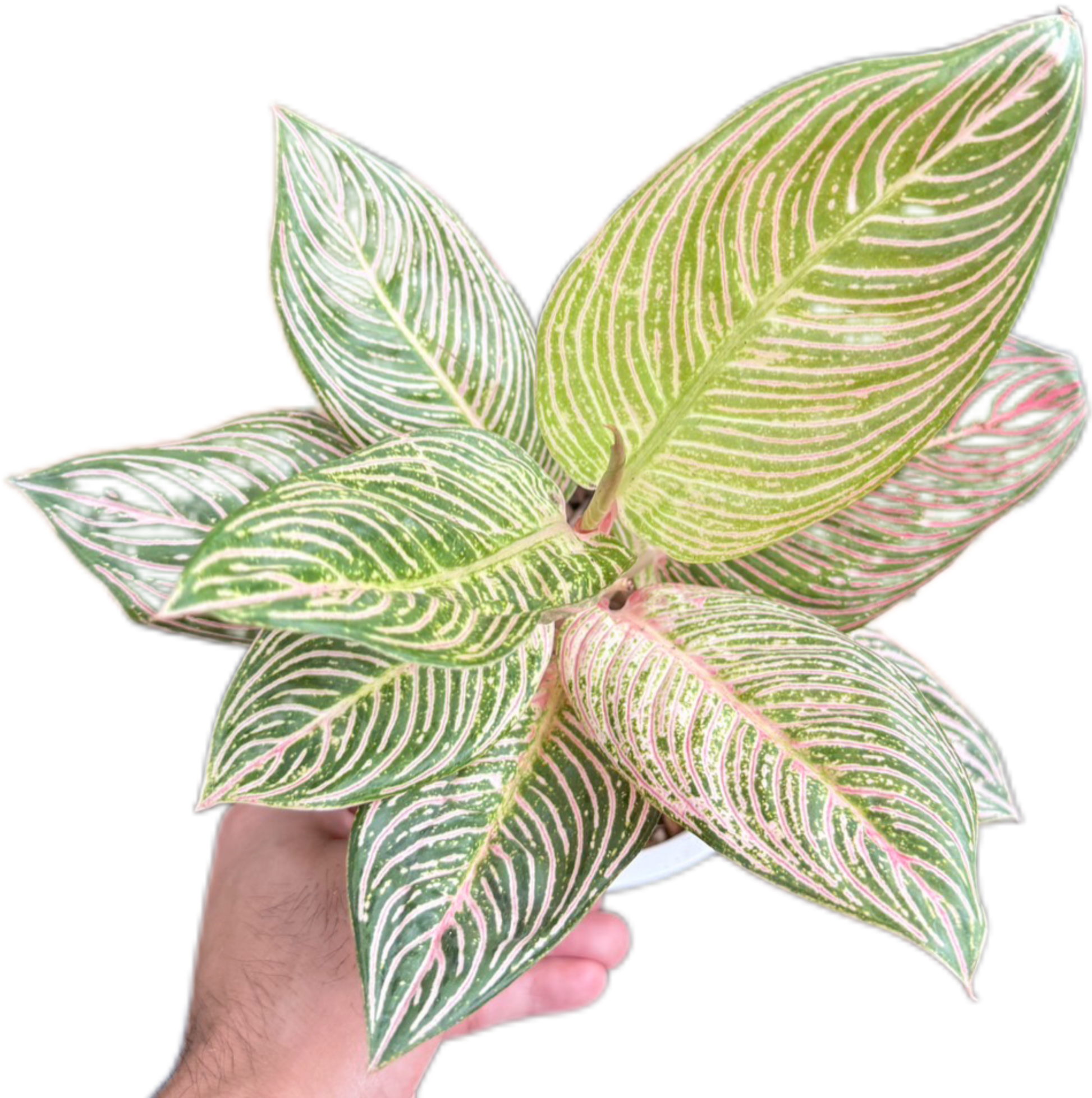 Aglaonema “Golden Hope”