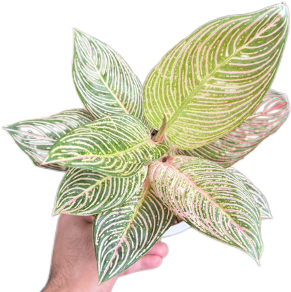 Aglaonema “Golden Hope”