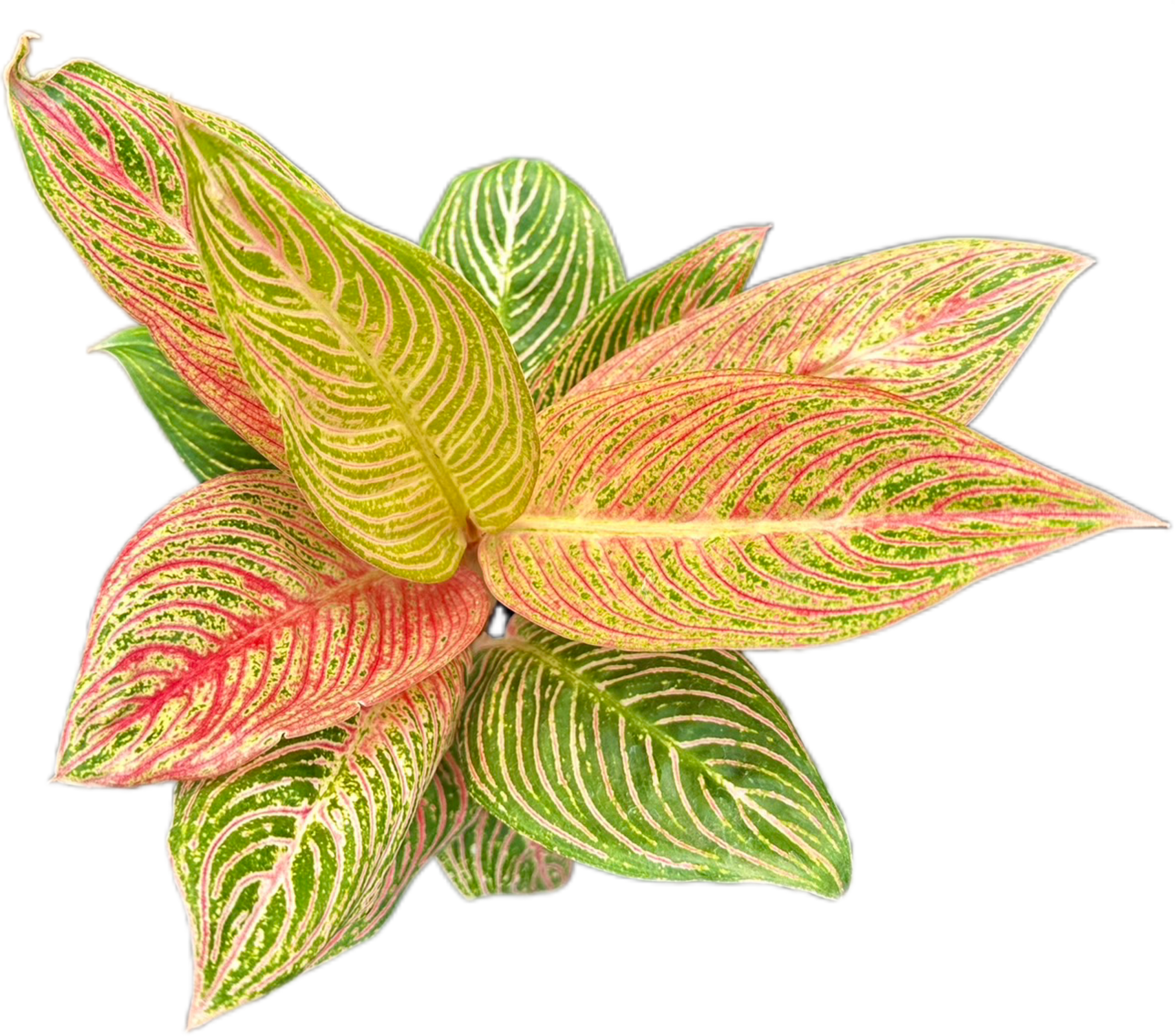 Aglaonema “Golden Hope”