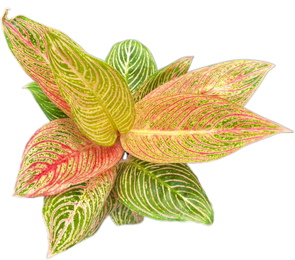 Aglaonema “Golden Hope”