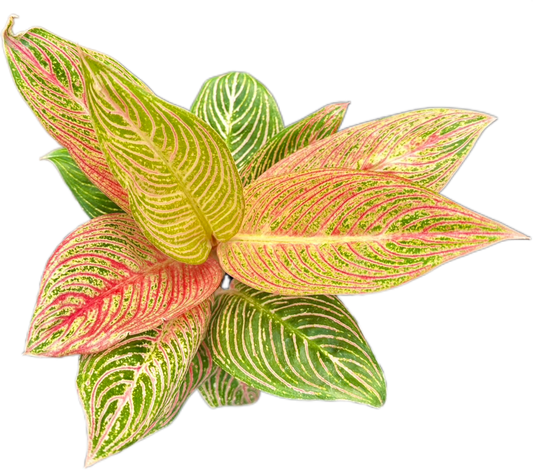 Aglaonema “Golden Hope”