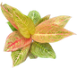 Aglaonema “Golden Hope”