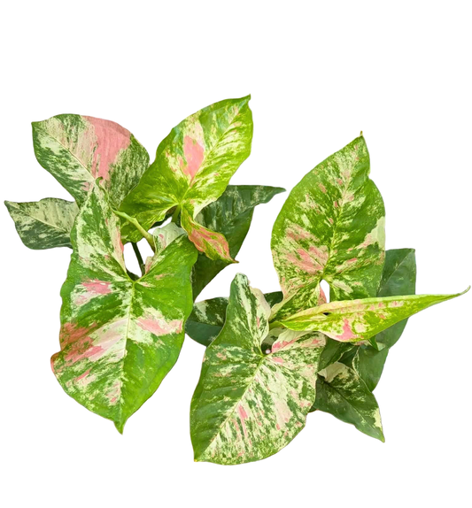 Syngonium “Yok Siam” — Set of 3 Plants