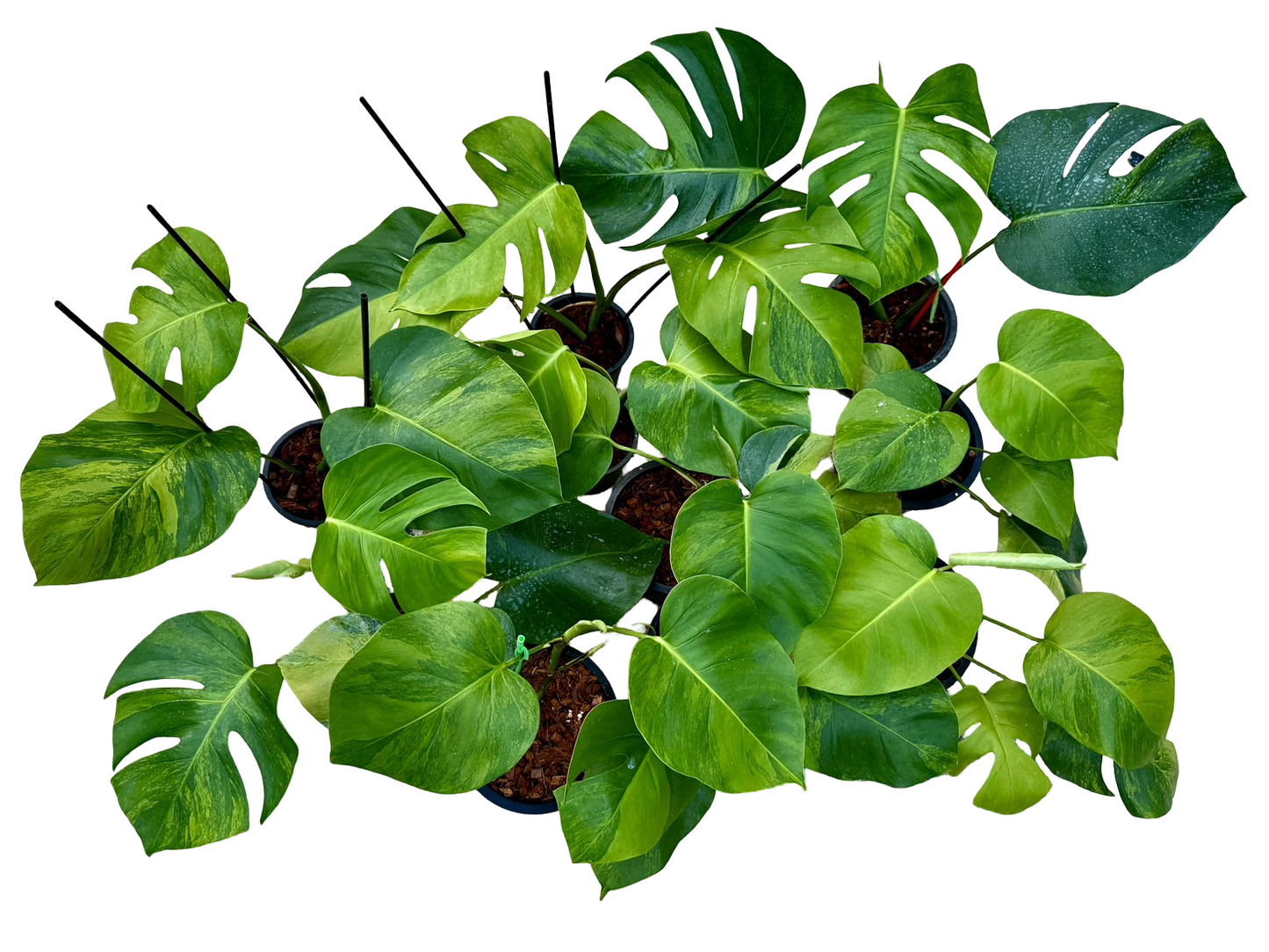 Monstera Green on Green – Wholesale Set (10 Plants)