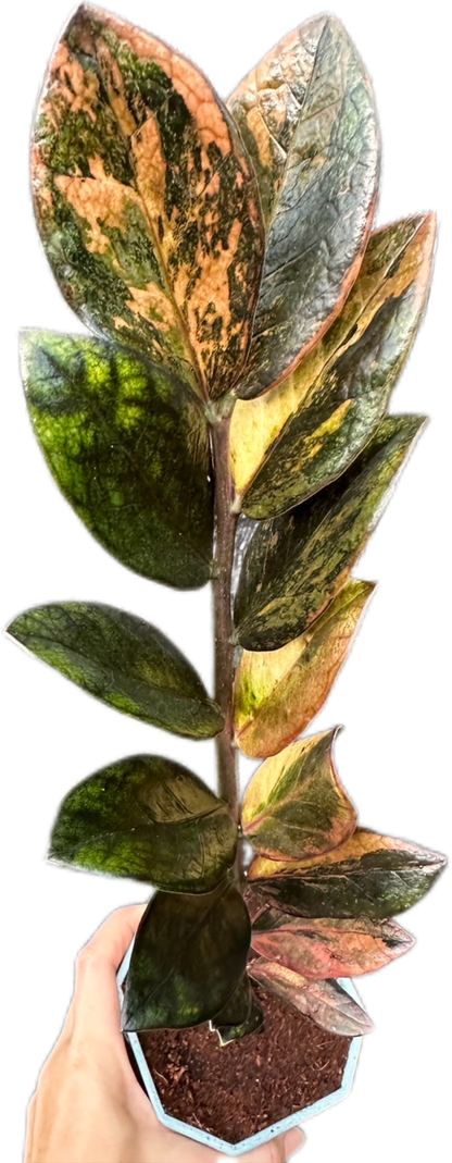 Zamioculcas zamiifolia Black Raven Pink Variegated