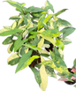 Syngonium “Aurea” Variegated Wholesale Set of 10 Plants