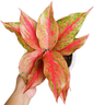 Aglaonema “Red Moon” – Wholesale Set of 10 Plants