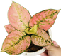 Aglaonema “Kam Koon Orange” – Wholesale Set of 10 Plants