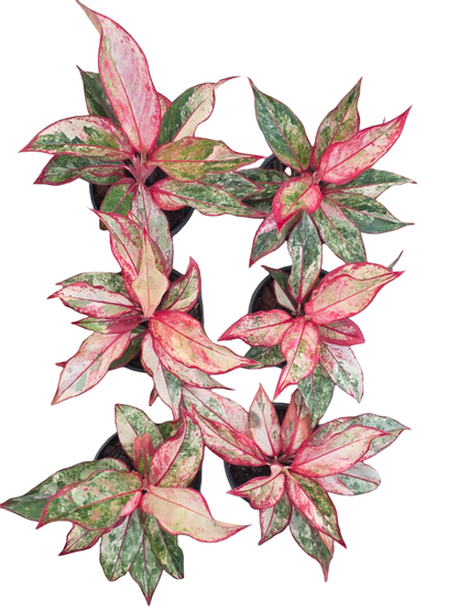 Aglaonema “Siam Aurora” — Set of 5 Plants