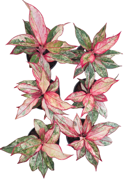 Aglaonema “Siam Aurora” — Set of 5 Plants