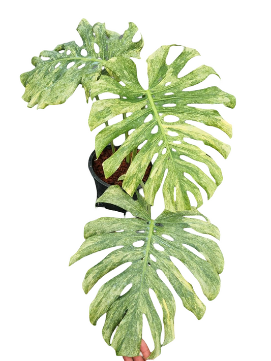 Monstera Deliciosa “Green Snow” –  (Actual Plant)