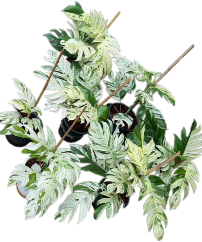 Epipremnum Pinnatum Marble Variegated Big Set of 5 Plants
