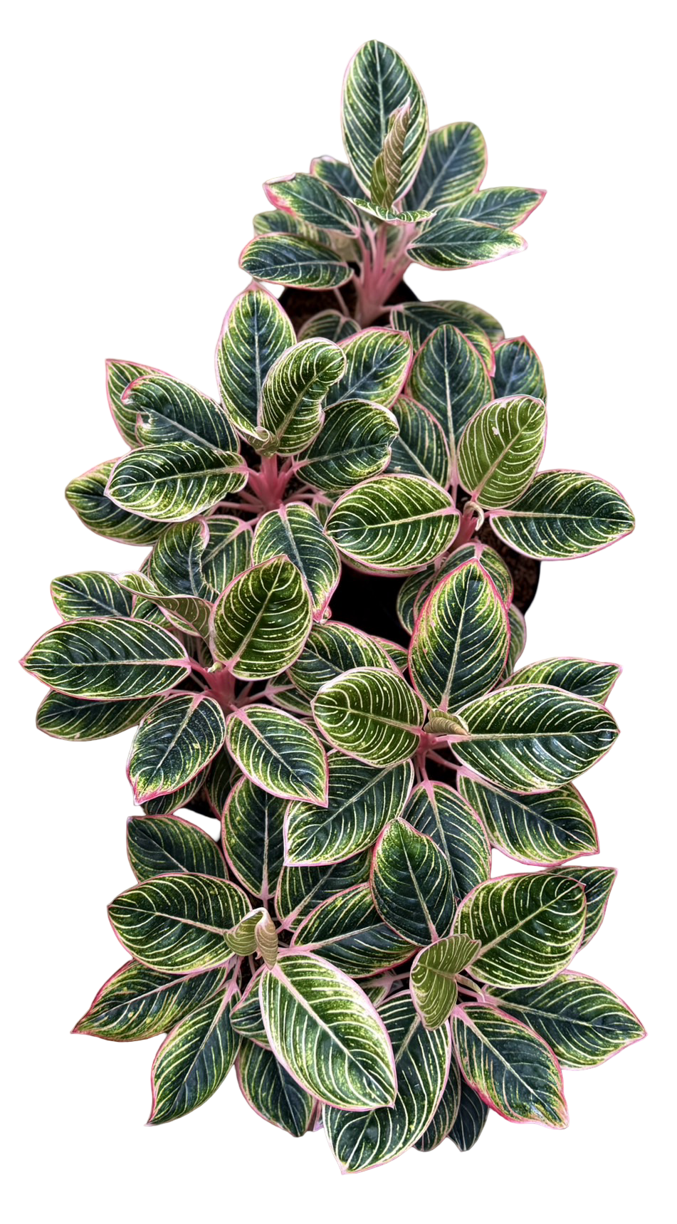 Aglaonema “Minion” Big Size — Set of 3 Plants