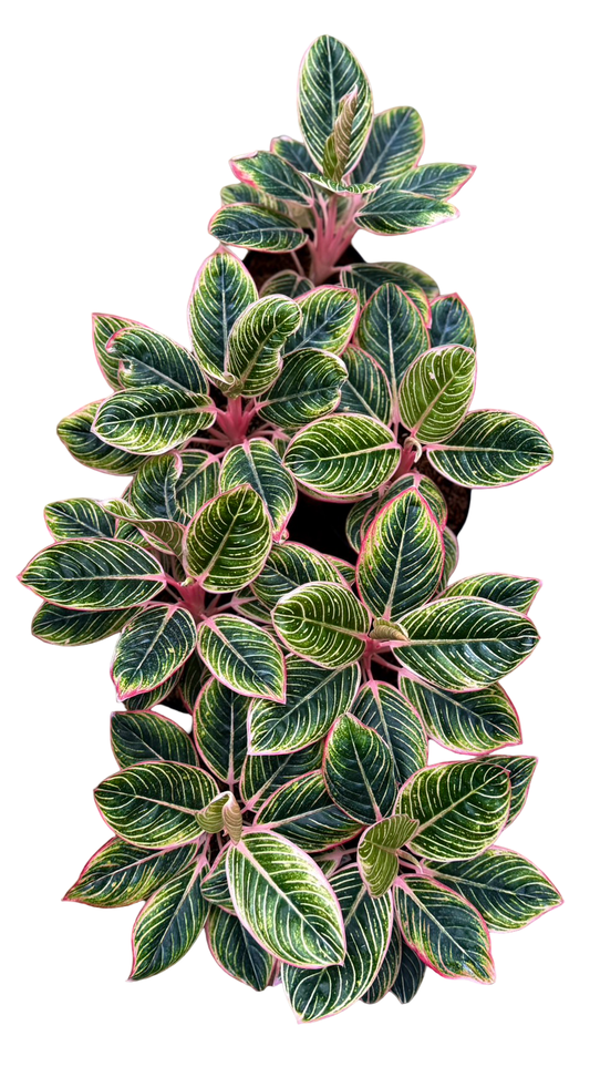 Aglaonema “Minion” Big Size — Set of 3 Plants