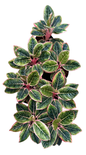 Aglaonema “Minion” Big Size — Set of 3 Plants