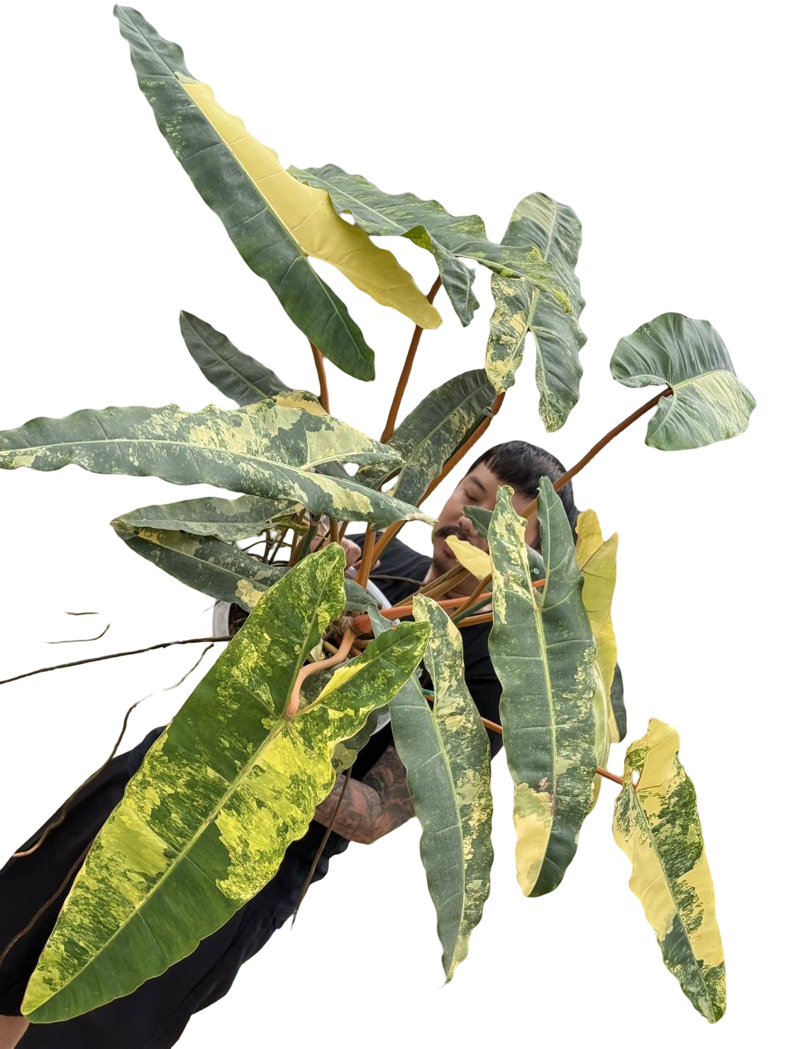 Philodendron Billiteae Variegated – Big Size (Actual Plant)