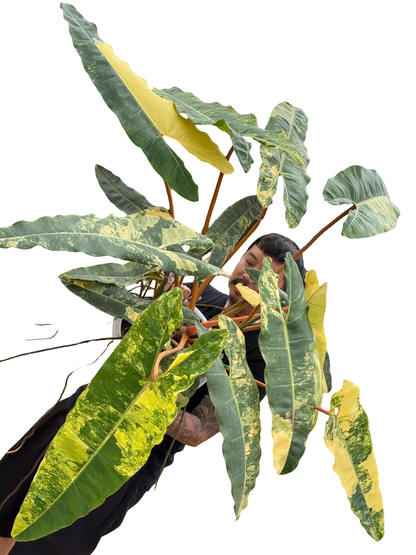 Philodendron Billiteae Variegated – Big Size (Actual Plant)
