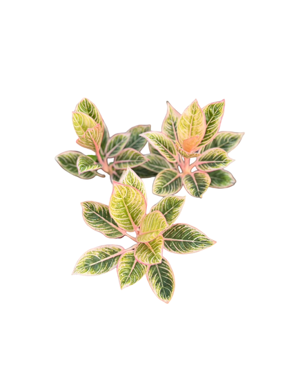 Aglaonema “Minion” | Set of 5 Plants