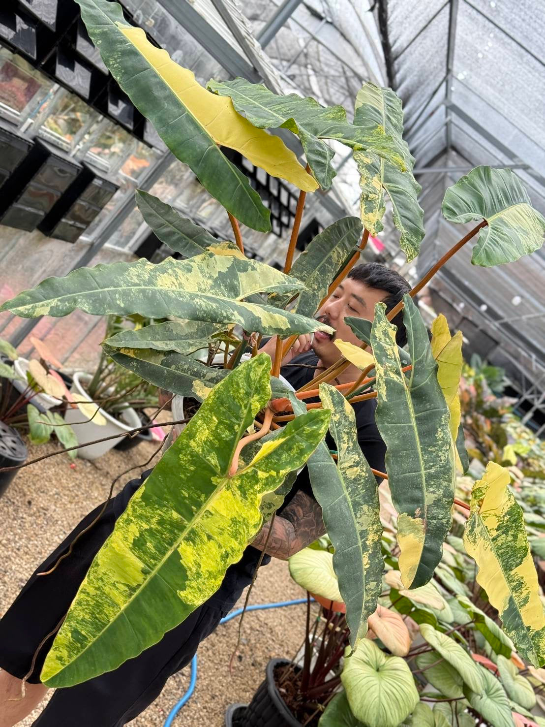 Philodendron Billiteae Variegated – Big Size (Actual Plant)