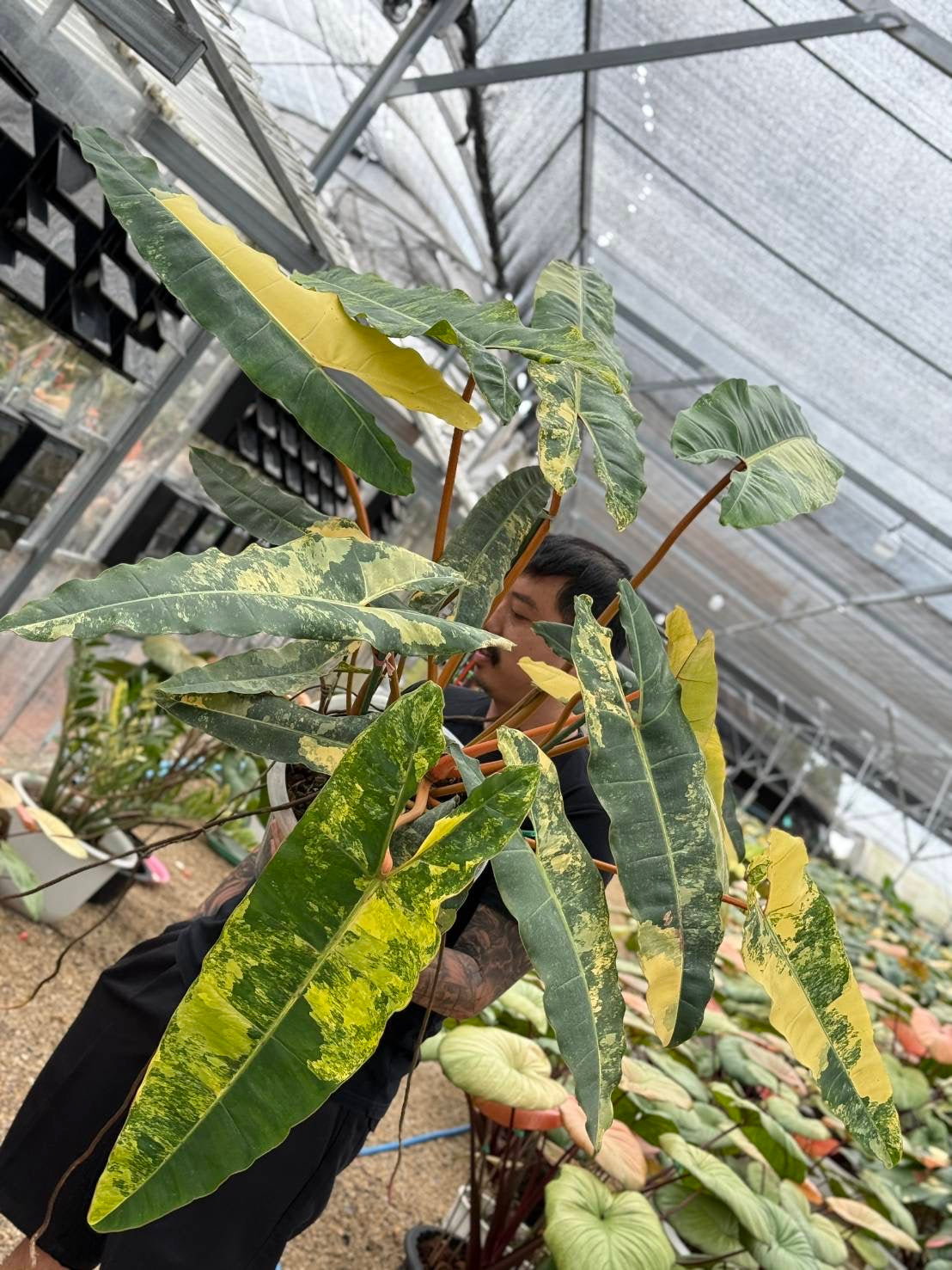 Philodendron Billiteae Variegated – Big Size (Actual Plant)