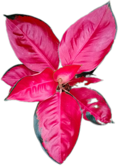 Aglaonema “Suksom Jaipong” Bundle of 10 Plants Wholesale