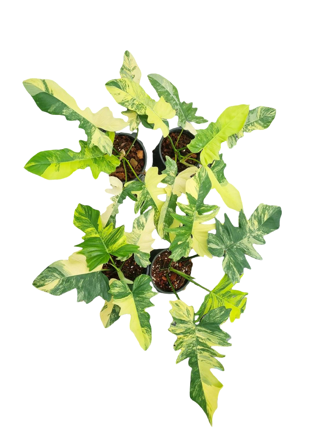 Philodendron Florida Beauty x Mayoi Variegated Wholesale Set of 4 Plants