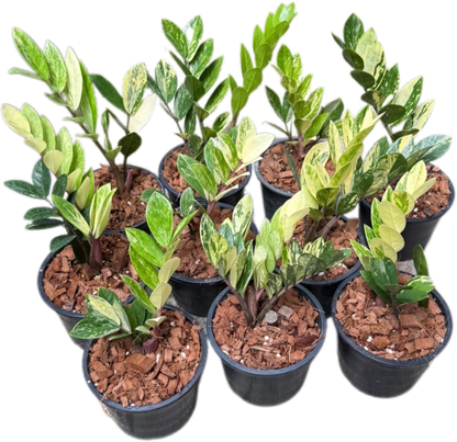 Zamioculcas zamiifolia Aurea Variegated Wholesale Set of 10 plants 