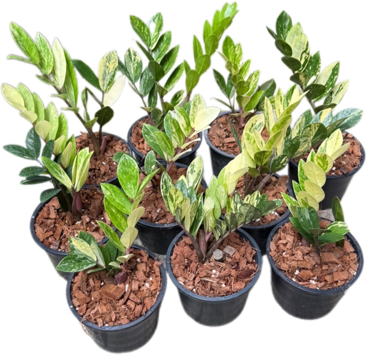 Zamioculcas zamiifolia Aurea Variegated Wholesale Set of 10 plants 