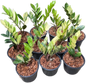 Zamioculcas zamiifolia Aurea Variegated Wholesale Set of 10 plants 
