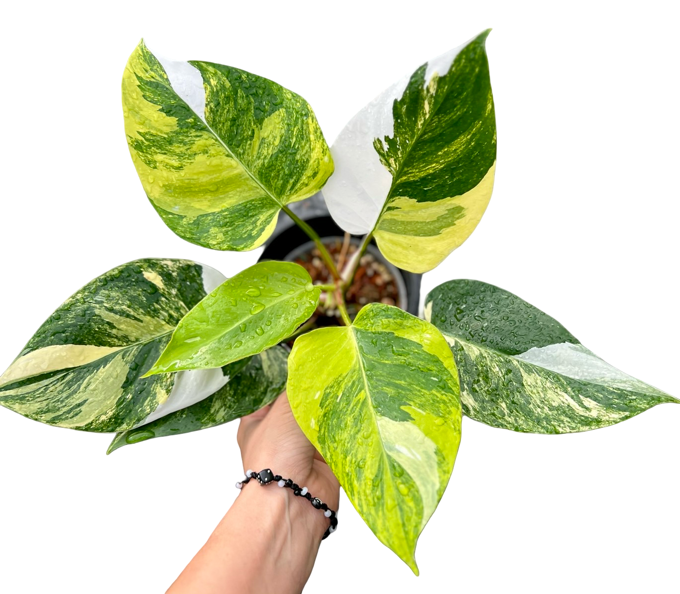Philodendron White Princess Tricolor Variegated