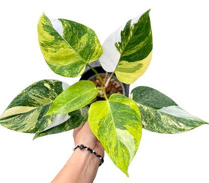 Philodendron White Princess Tricolor Variegated