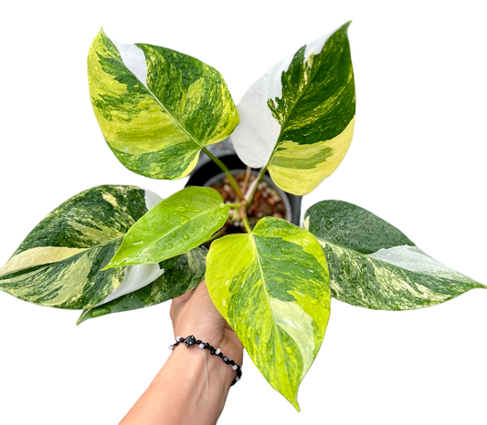 Philodendron White Princess Tricolor Variegated