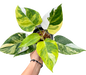 Philodendron White Princess Tricolor Variegated
