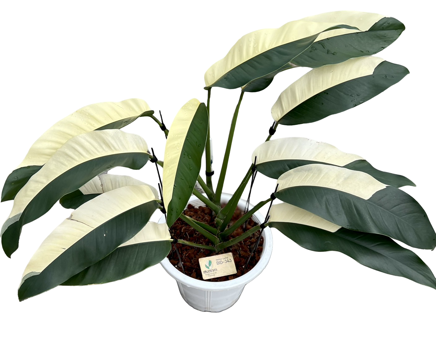 Epipremnum Giganteum Albo Variegated Big Size