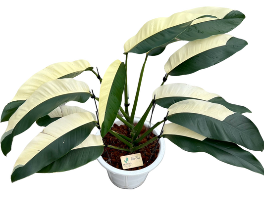 Epipremnum Giganteum Albo Variegated Big Size