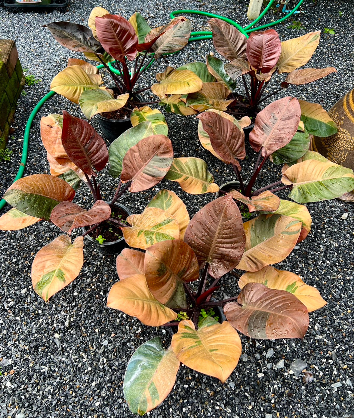 Philodendron Black Cardinal Variegated Big Size